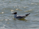 Black-headed Gull – Mewa Śmieszka